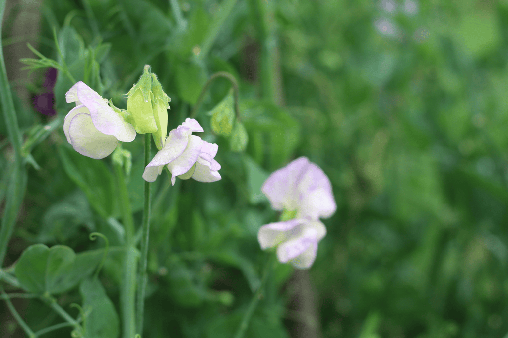 Sweet Peas; a true cottage garden annual