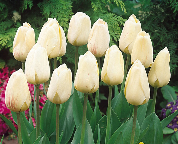 Pod & Pip Ivory Tints Tulip Collection