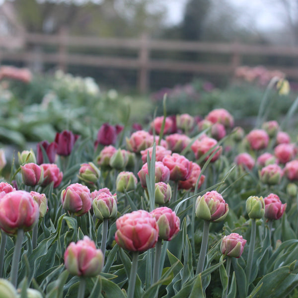 Grow your own Cutting Garden Workshop